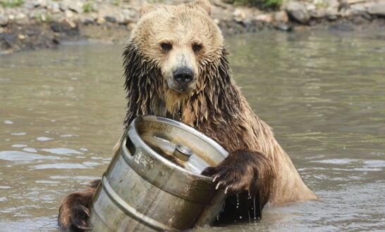 bears can smell the fermentation